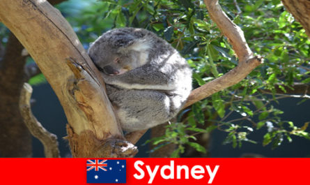 Destino Sydney Australia en el exótico zoológico con una experiencia nocturna