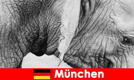 Viaje especial para visitantes al zoológico más original de Alemania, Múnich
