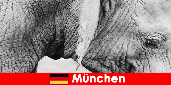 Viaje especial para visitantes al zoológico más original de Alemania, Múnich