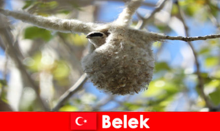 Los turistas de la naturaleza experimentan el mundo de los árboles y las aves en Belek, Turquía