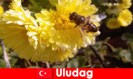 Descubre la hermosa fauna y flora en Uludag Turquía