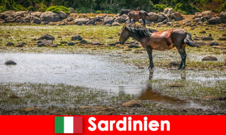 Experimente los animales salvajes y la naturaleza de cerca como un extraño en Cerdeña Italia
