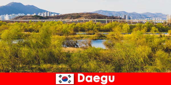 Los mejores consejos para viajeros independientes en Daegu, Corea del Sur
