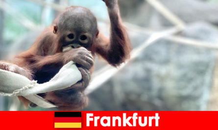 Excursión familiar de Frankfurt en el segundo zoológico más antiguo de Alemania