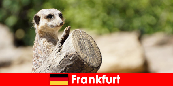 Biodiversidad y muchos programas para familias en el zoológico de Frankfurt en Alemania